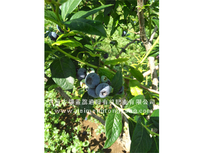 山東藍莓