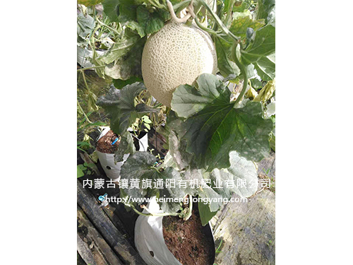 網(wǎng)紋瓜（日本品種）